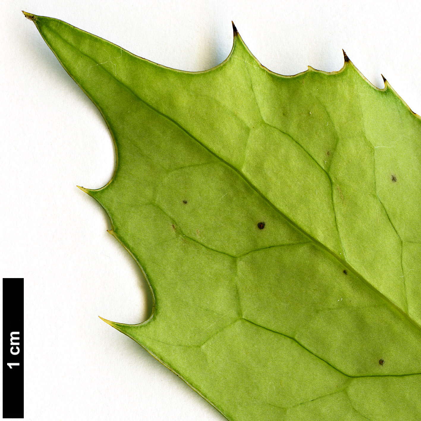 High resolution image: Family: Berberidaceae - Genus: Mahonia - Taxon: breviracema